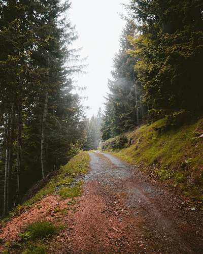 dirt road road in forest gravel